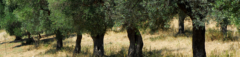 panorama sul colle bed and breakfast